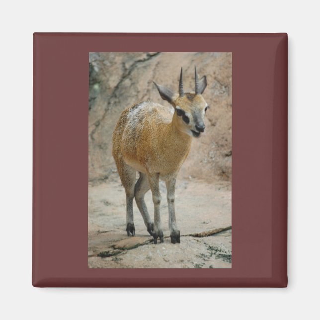 Vild Goats Magnet (Framsidan)
