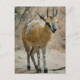 Vild Goats Vykort