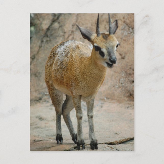 Vild Goats Vykort (Framsida)