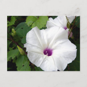 Vild God morgon Glory-2010 Vykort