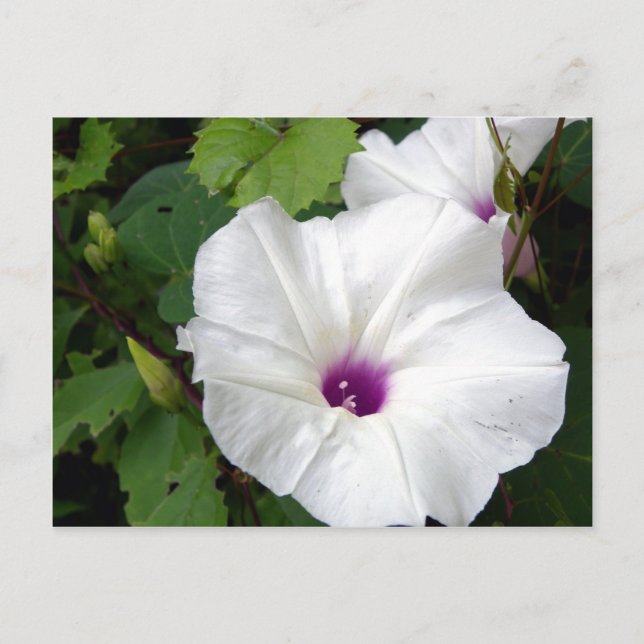 Vild God morgon Glory-2010 Vykort (Framsida)