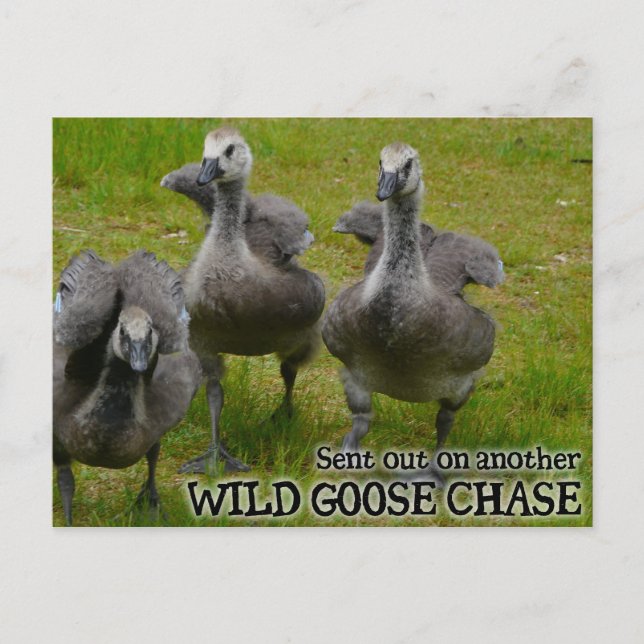 Vild Goose Chase Vykort (Framsida)