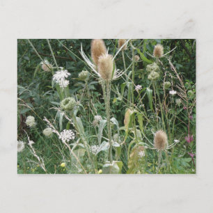 Vild Grass vykort