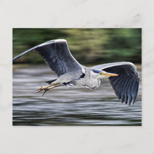 Vild Grått Heron Bird in Flight Photographic Vykort