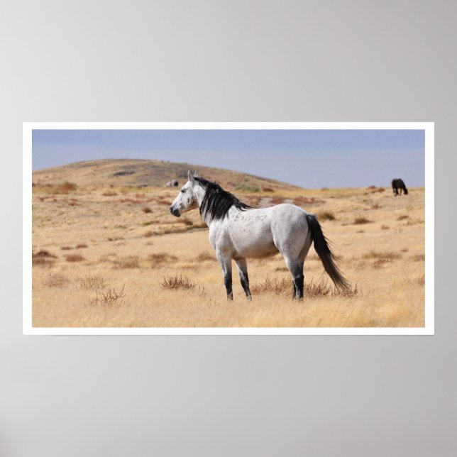 Vild Grått Horse, Utah Poster (Framsidan)