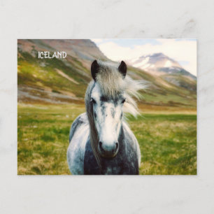 Vild Grått Horse Vykort
