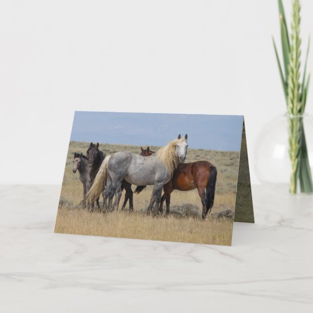 Vild Grått Stallion skyddar sitt Mares Card Tack Kort (Framsida)