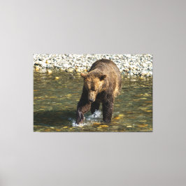 Vild Grizzly försöker fånga lax vid Toba in Canvastryck