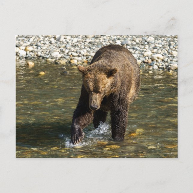Vild Grizzly försöker fånga lax vid Toba in Helg Vykort (Framsida)