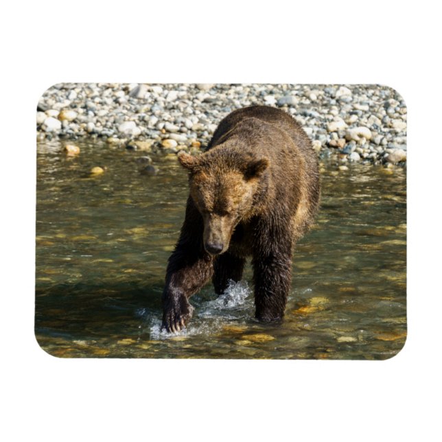 Vild Grizzly försöker fånga lax vid Toba in Magnet (Horisontell)