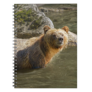 Vild Grizzly vid floden Orford Anteckningsbok