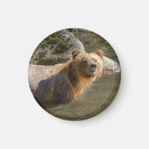 Vild Grizzly vid floden Orford Magnet