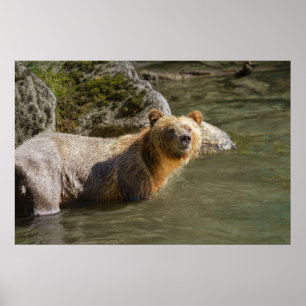 Vild Grizzly vid floden Orford Poster