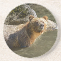 Vild Grizzly vid floden Orford