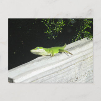 Vild Grönt Gecko Vykort
