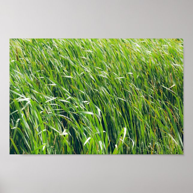 Vild Grönt Grass Natur Poster (Framsidan)