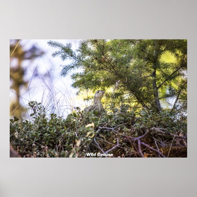 Vild Grouse Poster (Framsidan)