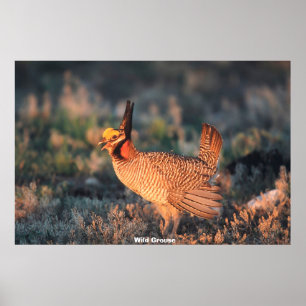 Vild Grouse Poster