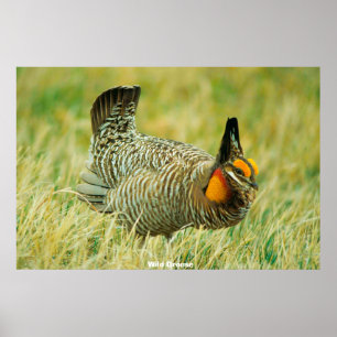 Vild Grouse Poster