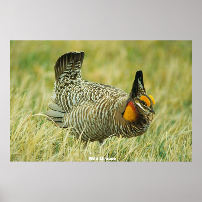 Vild Grouse Poster (Framsidan)