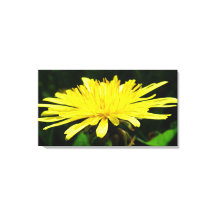 vild gul maskrosblomma