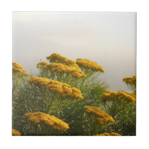 Vild Gula blommor syd Afrika Misty Weather Kakelplatta