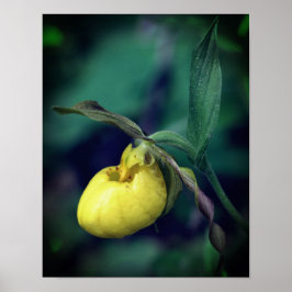 Vild Gult Dam Slipper Orchid Flower Poster
