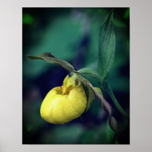 Vild Gult Dam Slipper Orchid Flower Poster