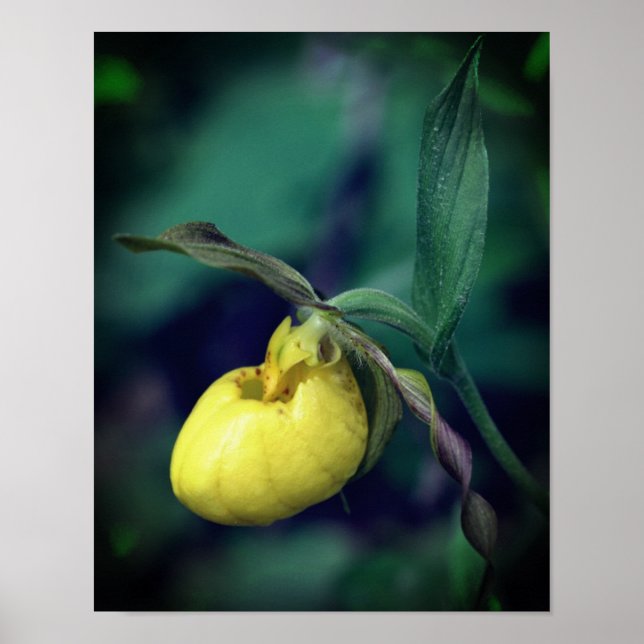 Vild Gult Dam Slipper Orchid Flower Poster (Framsidan)