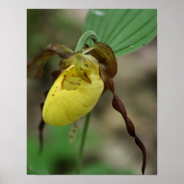 Vild Gult Dam Slipper Orchid Flower Poster