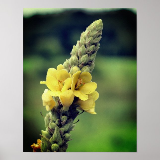 Vild Gult Mullein Flower Poster (Framsidan)