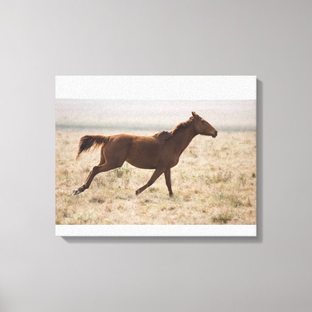 Vild häst (Equus ferus) är en art av de två Canvastryck (Framsida)