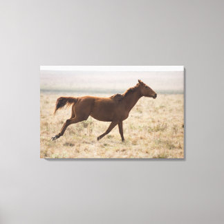 Vild häst (Equus ferus) är en art av de två Canvastryck