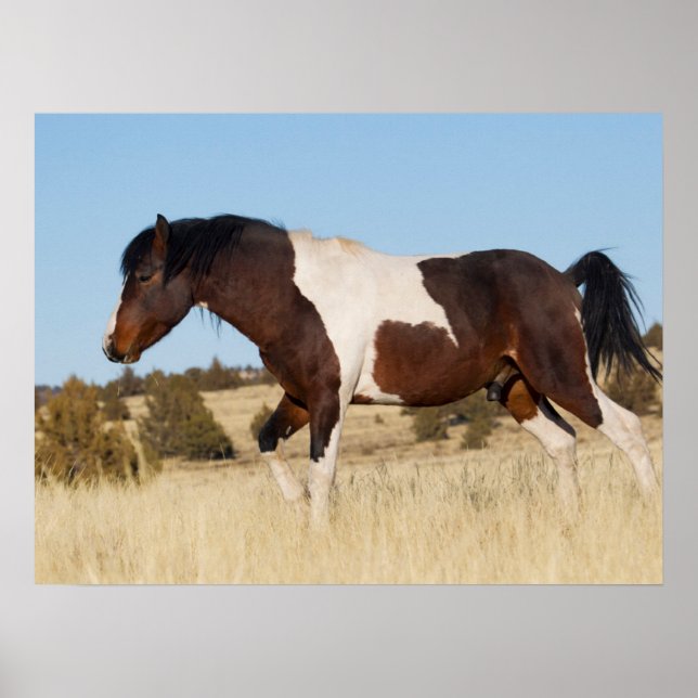 Vild häst, Steens Mountains Poster (Framsidan)