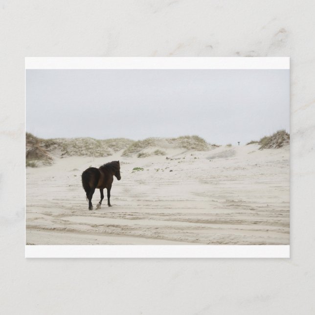 vild häst vid Corolla Beach Vykort (Framsida)