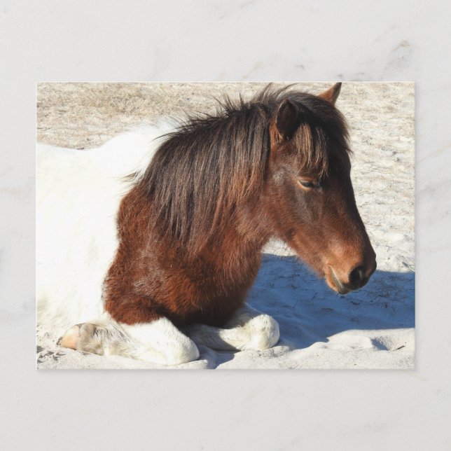 Vild häst vykort, Assateague Island vykort (Framsida)