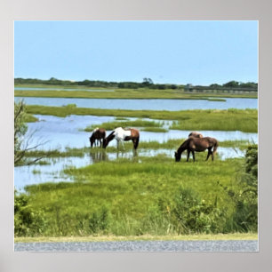 Vild hästar av Assateague Poster