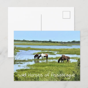 Vild hästar av Assateague Vykort