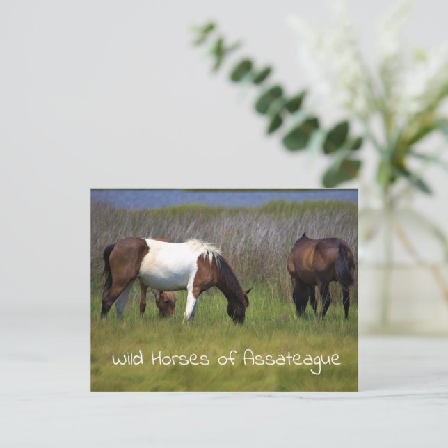 Vild hästar av vykort för assateague (Stående Fram)