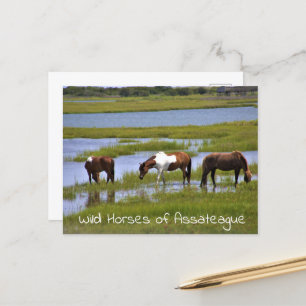 Vild hästar av vykort för assateague