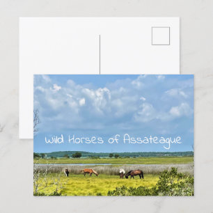 Vild hästar av vykort för assateague