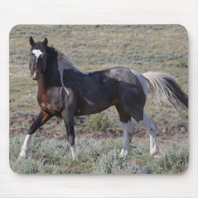 Vild hästar efter en stoftbad musmatta (Framsidan)