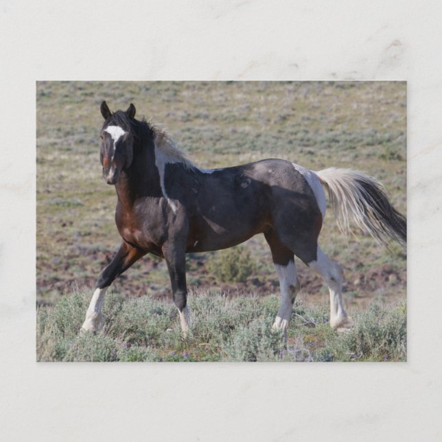 Vild hästar efter en stoftbad vykort (Framsida)