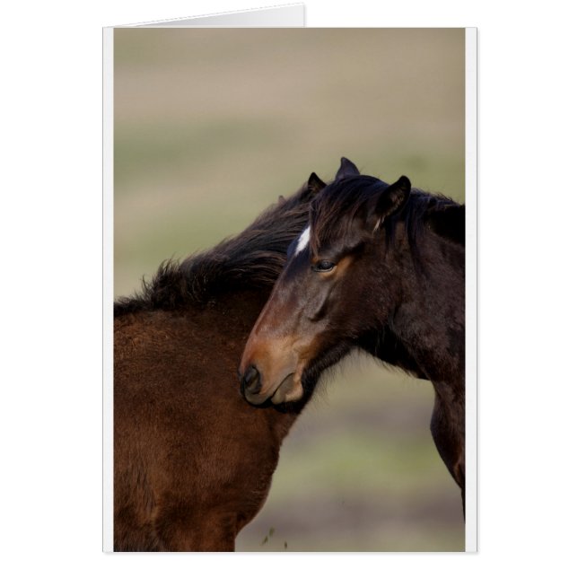 Vild hästar hälsningskort (Framsidan)
