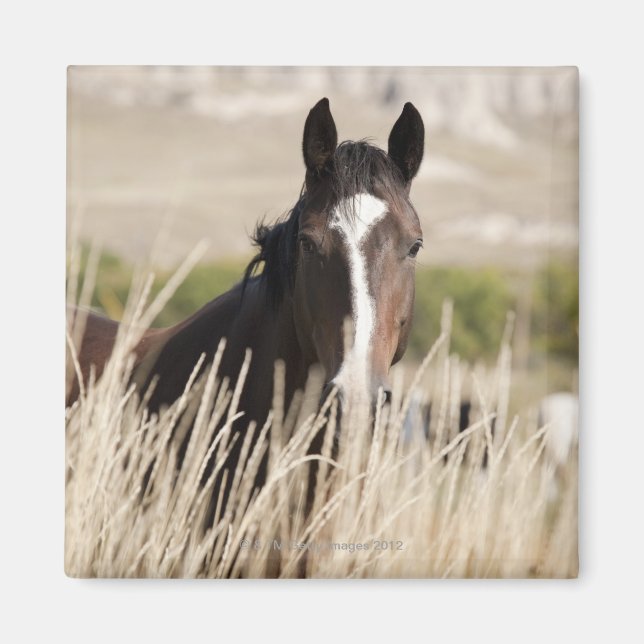 Vild hästar i South Dakota Magnet (Framsidan)