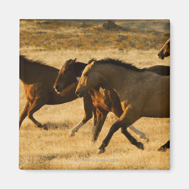 Vild hästar magnet (Framsidan)