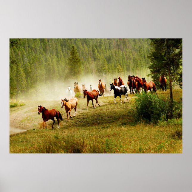Vild Hästar Poster (Framsidan)