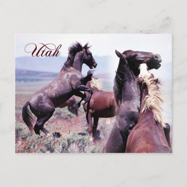 Vild hästar som slåss, Utah Vykort (Framsida)