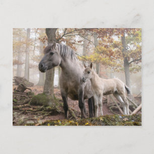 Vild Hästar Vykort