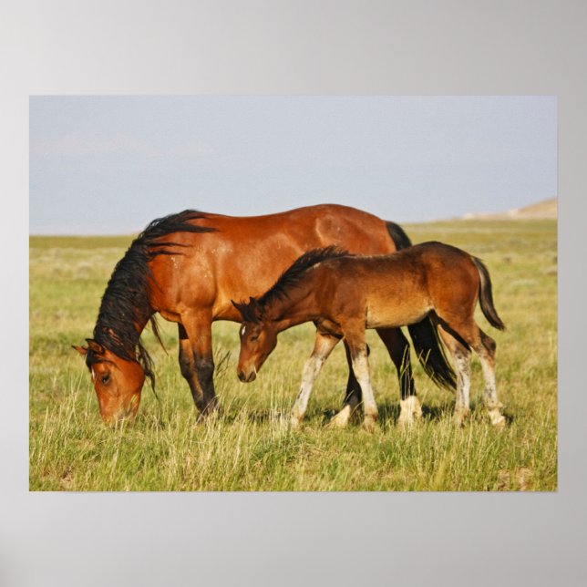 Vild hästmoder och föl som betar poster (Framsidan)